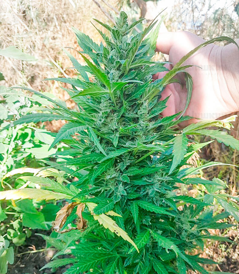 Zkittlez Auto fem (Cali Buds Seeds) семена конопли Zkittlez Auto fem (Cali Buds Seeds) семена конопли — изображение 4