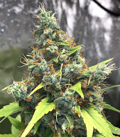 Acapulco Gold (Barney's Farm) семена конопли Acapulco Gold (Barney's Farm) семена конопли — изображение 4
