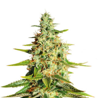 Acapulco Gold (Barney's Farm) семена конопли Acapulco Gold (Barney's Farm) семена конопли