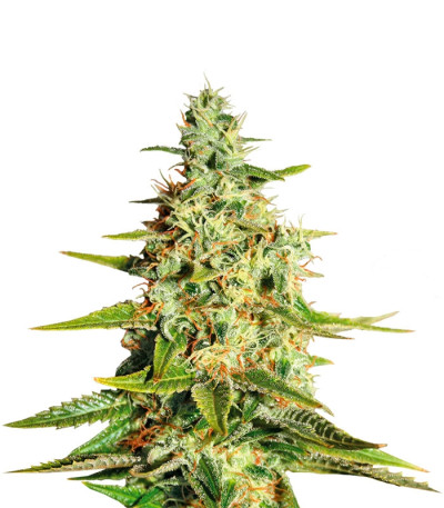 Acapulco Gold (Barney's Farm) семена конопли Acapulco Gold (Barney's Farm) семена конопли