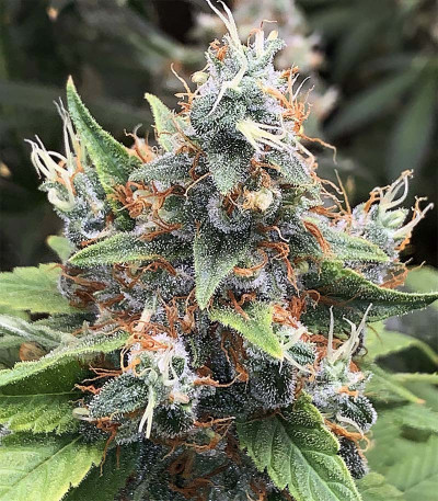 Acapulco Gold (Barney's Farm) семена конопли Acapulco Gold (Barney's Farm) семена конопли — изображение 5