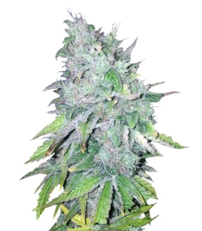 Семена сорта AK-48 regular (Nirvana Seeds) Семена сорта AK-48 regular (Nirvana Seeds)