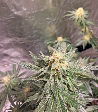 Семена сорта AK-48 regular (Nirvana Seeds) Семена сорта AK-48 regular (Nirvana Seeds) — изображение 3