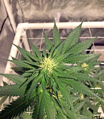 Семена сорта AK-48 regular (Nirvana Seeds) Семена сорта AK-48 regular (Nirvana Seeds) — изображение 4