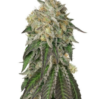 Amherst Sour Diesel (Humboldt Seeds) семена конопли Amherst Sour Diesel (Humboldt Seeds) семена конопли