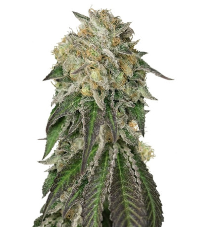 Amherst Sour Diesel (Humboldt Seeds) семена конопли Amherst Sour Diesel (Humboldt Seeds) семена конопли