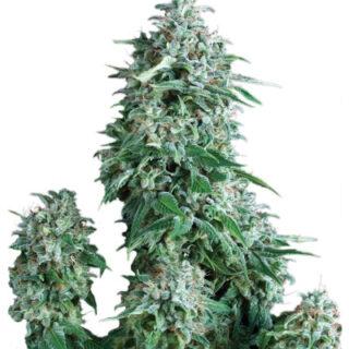 Семена сорта Anubis fem (Pyramid Seeds) Семена сорта Anubis fem (Pyramid Seeds)