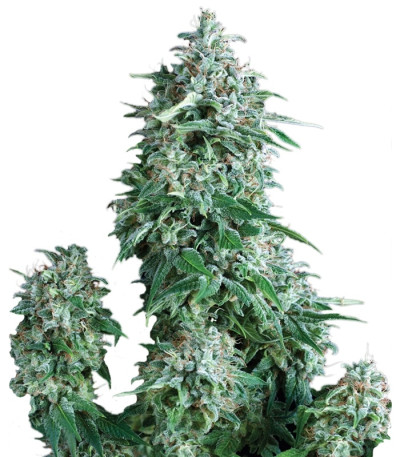 Семена сорта Anubis fem (Pyramid Seeds) Семена сорта Anubis fem (Pyramid Seeds)