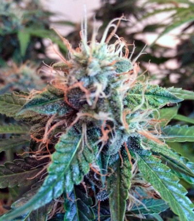 Семена сорта Anubis fem (Pyramid Seeds) Семена сорта Anubis fem (Pyramid Seeds) — изображение 4