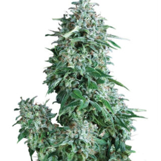 Семена сорта Auto Anubis fem (Pyramid Seeds) Семена сорта Auto Anubis fem (Pyramid Seeds)