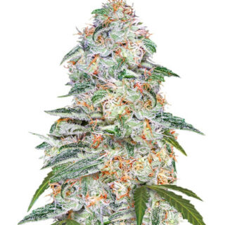 Сорт Blue Dream (Blue Dream'matic) Auto fem (FastBuds) Сорт Blue Dream (Blue Dream'matic) Auto fem (FastBuds)