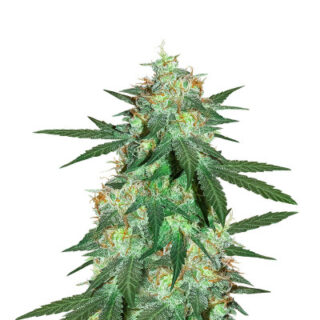 Bruce Banner Auto (Cali Buds Seeds) семена конопли Bruce Banner Auto (Cali Buds Seeds) семена конопли