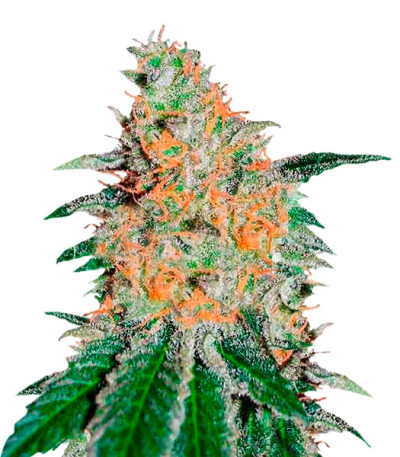 Сорт CBD JAM fem (Delicious Seeds) Сорт CBD JAM fem (Delicious Seeds)