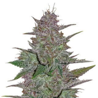 Cream Cookies Auto fem (FastBuds) Cream Cookies Auto fem (FastBuds)
