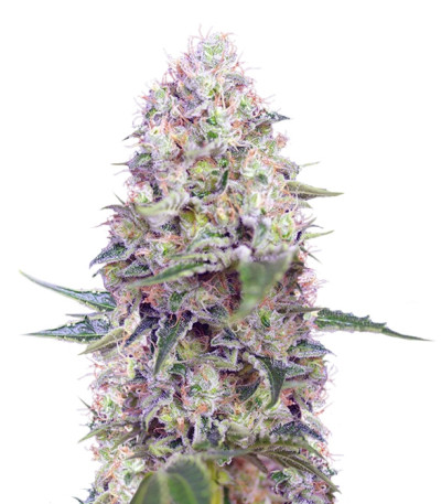 Сорт Crystal Candy fem (Sweet Seeds) Сорт Crystal Candy fem (Sweet Seeds)