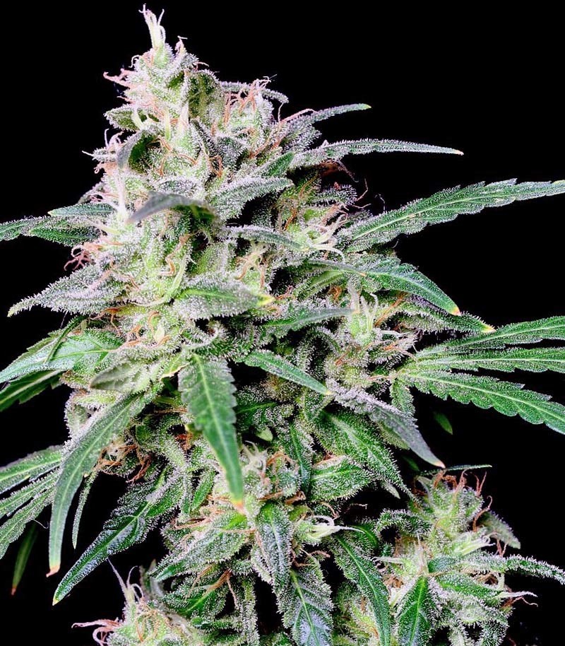 Сорт Crystal Candy fem (Sweet Seeds) Сорт Crystal Candy fem (Sweet Seeds) — изображение 4