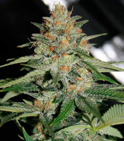 Delicious Candy Early Version fem (Delicious Seeds) Delicious Candy Early Version fem (Delicious Seeds) — изображение 3