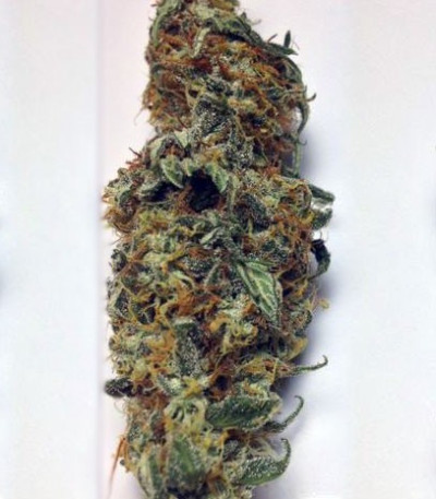 Delicious Candy Early Version fem (Delicious Seeds) Delicious Candy Early Version fem (Delicious Seeds) — изображение 4