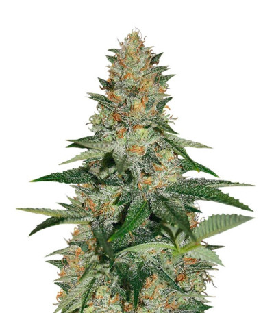 Delicious Candy Early Version fem (Delicious Seeds) Delicious Candy Early Version fem (Delicious Seeds)