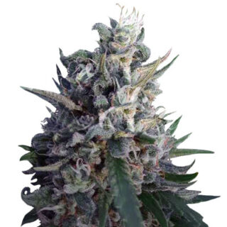 Eleven Roses fem (Delicious Seeds) семена конопли