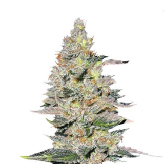 Сорт Fastberry Auto fem (FastBuds)