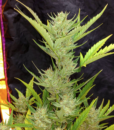 G14 Auto fem (FastBuds) семена конопли G14 Auto fem (FastBuds) семена конопли — изображение 5
