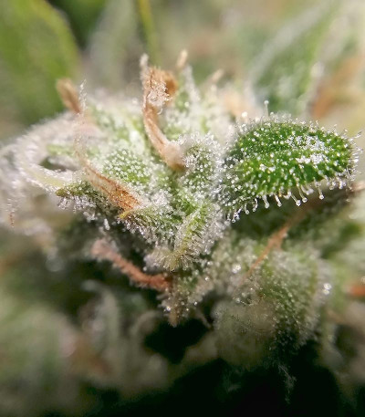 G14 Auto fem (FastBuds) семена конопли G14 Auto fem (FastBuds) семена конопли — изображение 3