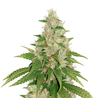 Семена сорта Gelato fem (Cali Buds Seeds) Семена сорта Gelato fem (Cali Buds Seeds)