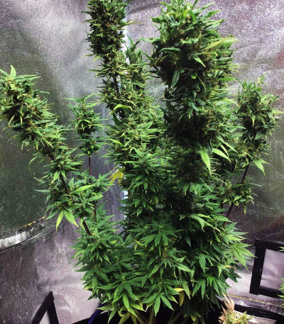 Сорт Girl Scout Cookies fem (Blimburn Seeds) Сорт Girl Scout Cookies fem (Blimburn Seeds) — изображение 3