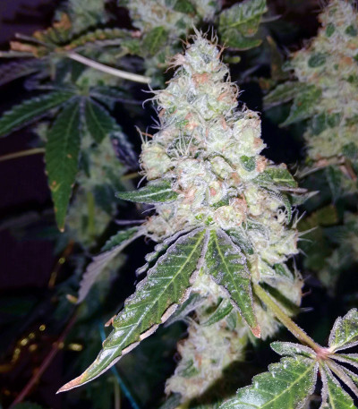 Сорт Girl Scout Cookies fem (Blimburn Seeds) Сорт Girl Scout Cookies fem (Blimburn Seeds) — изображение 4