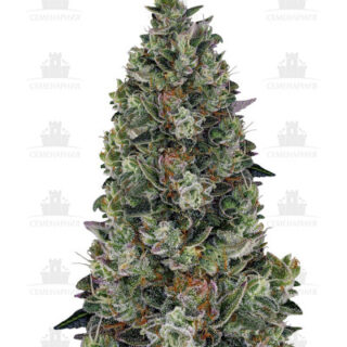 Glookies fem (Barney's Farm) Glookies fem (Barney's Farm)