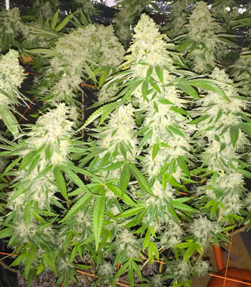 Семена сорта Gorilla Glue #4 fem (Cali Buds Seeds) Семена сорта Gorilla Glue #4 fem (Cali Buds Seeds) — изображение 4