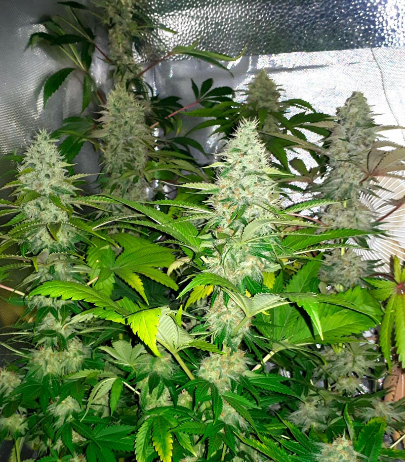 Сорт Grandaddy Purple fem (Blimburn Seeds) Сорт Grandaddy Purple fem (Blimburn Seeds) — изображение 3