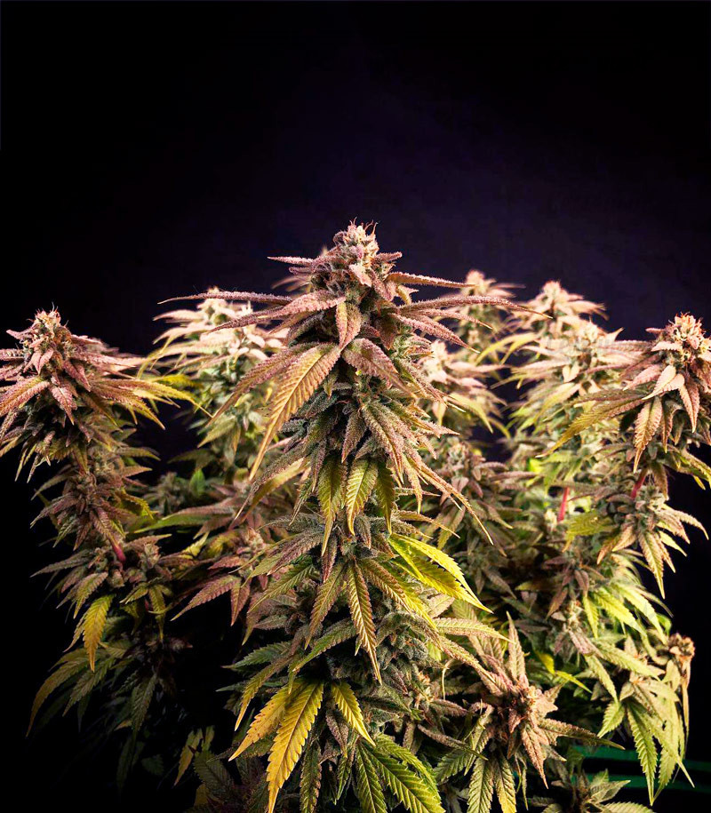 Сорт Grandaddy Purple fem (Blimburn Seeds) Сорт Grandaddy Purple fem (Blimburn Seeds) — изображение 5