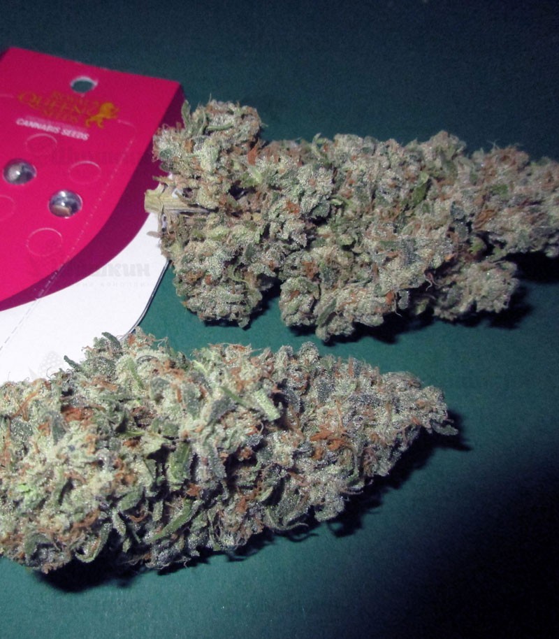 Семена сорта Green Gelato fem (Royal Queen Seeds) Семена сорта Green Gelato fem (Royal Queen Seeds) — изображение 4