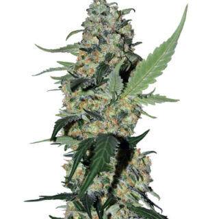 Семена сорта Green Poison F1 Fast Version fem (Sweet Seeds) Семена сорта Green Poison F1 Fast Version fem (Sweet Seeds)