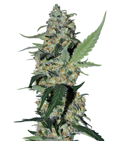Семена сорта Green Poison F1 Fast Version fem (Sweet Seeds) Семена сорта Green Poison F1 Fast Version fem (Sweet Seeds)