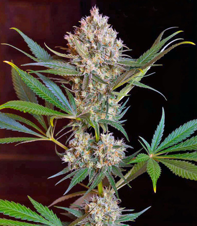 Семена сорта Green Poison F1 Fast Version fem (Sweet Seeds) Семена сорта Green Poison F1 Fast Version fem (Sweet Seeds) — изображение 4
