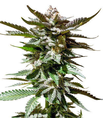 Сорт Girl Scout Cookies fem (Blimburn Seeds) Сорт Girl Scout Cookies fem (Blimburn Seeds)
