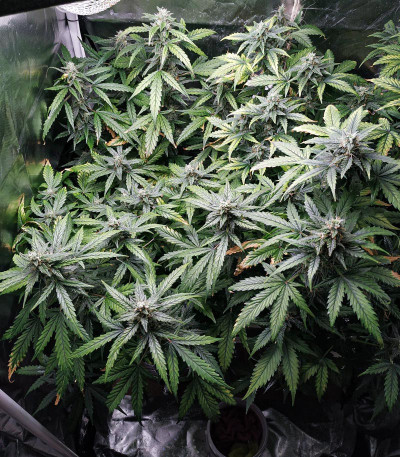 Семена сорта Lemon Pie Auto fem (FastBuds) Семена сорта Lemon Pie Auto fem (FastBuds) — изображение 3
