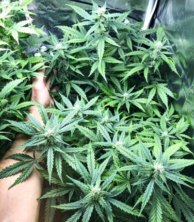 Семена сорта Lemon Pie Auto fem (FastBuds) Семена сорта Lemon Pie Auto fem (FastBuds) — изображение 4