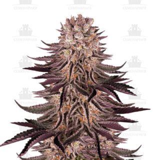 Mimosa X Orange Punch fem (Barney's Farm) Mimosa X Orange Punch fem (Barney's Farm)