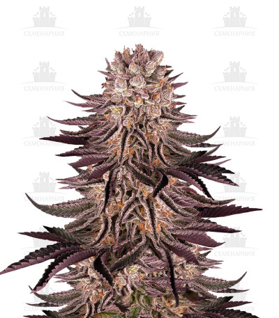 Mimosa X Orange Punch fem (Barney's Farm) Mimosa X Orange Punch fem (Barney's Farm)