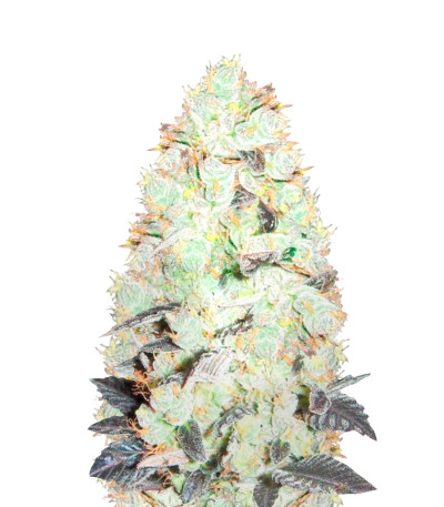 NHL Diesel (NYV Diesel) fem (Victory Seeds) NHL Diesel (NYV Diesel) fem (Victory Seeds)