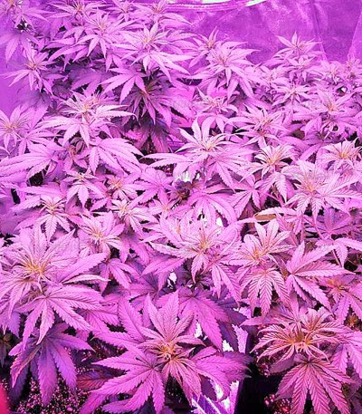 Northern Lights fem (Nirvana Seeds) Northern Lights fem (Nirvana Seeds) — изображение 3