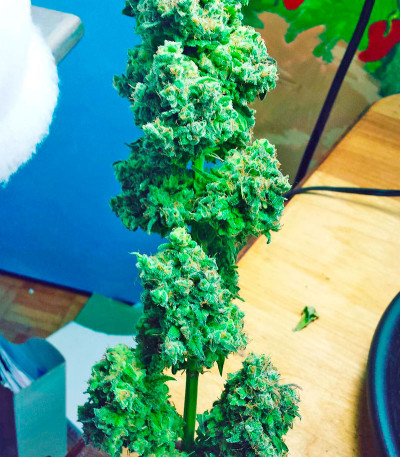 Сорт Northern Lights regular (Nirvana Seeds) Сорт Northern Lights regular (Nirvana Seeds) — изображение 5