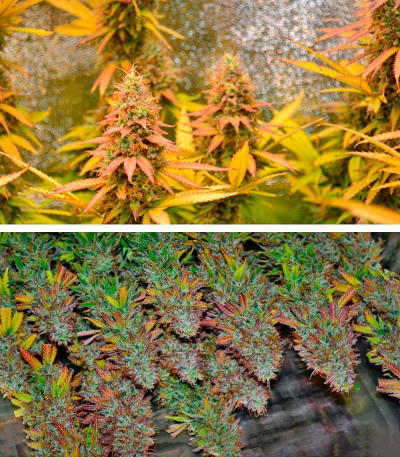 Сорт Northern Lights regular (Nirvana Seeds) Сорт Northern Lights regular (Nirvana Seeds) — изображение 6