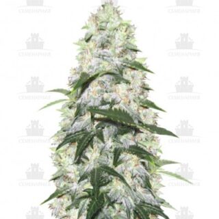Сорт Ogre Auto fem (Doctor’s Choiсe)