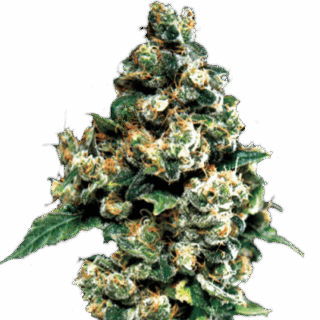 Jack Herer (GHS) семена конопли Jack Herer (GHS) семена конопли