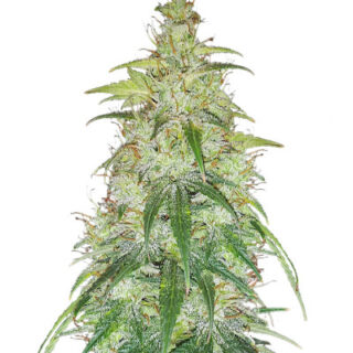 Сорт Original Auto Critical fem (FastBuds) Сорт Original Auto Critical fem (FastBuds)